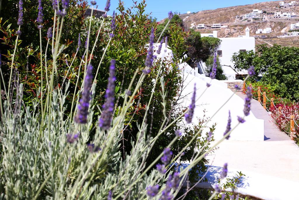 Aelia Mykonos Hotel Ornos  Exterior foto